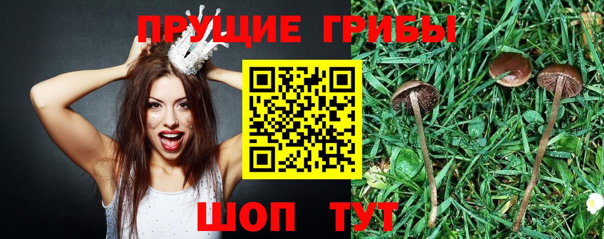 Псилоцибиновые грибы мицелий Гурьевск